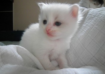 mâle blue bicolour - RESERVE - Chatterie Ragdolls du Val de Beauvoir